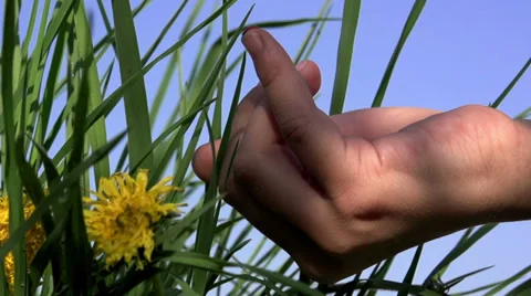 Ladybird on Finger Stock Footage 38035869