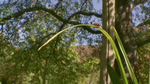 Ladybird  flies away from a leaf Stock Footage 283062209