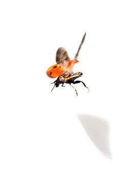 Ladybird in flight Stock Photos