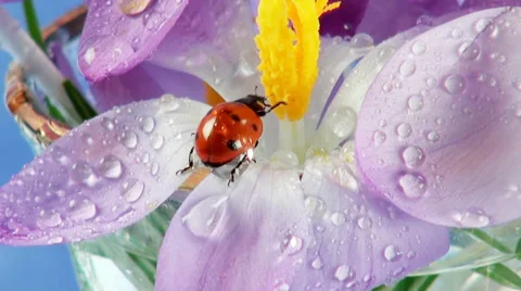 Ladybird on flower crocus close up Stock Footage 35279515