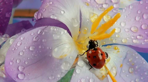 Ladybird on flower crocus close up Stock Footage 35872388