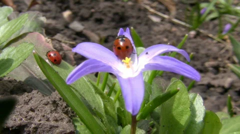 Ladybird on a flower. Stock Footage 364029