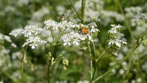 Ladybird on the flower Stock Footage 129707718