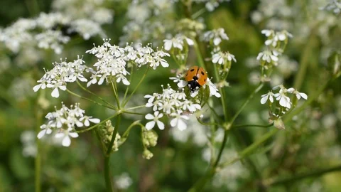Ladybird on the flower Stock Footage 129849919