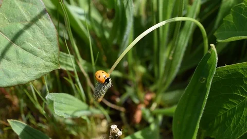 Ladybird on the flower Stock Footage 130008216