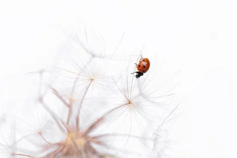 Ladybird on fluffy Dandelion on light background Foto stock