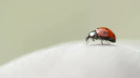Ladybird Flying Away Stock Footage 39465836