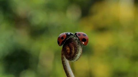 Ladybird flying Stock Footage 122681204