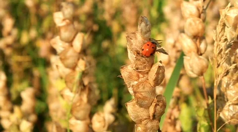 Ladybird Stock Footage 593043