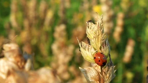 Ladybird Stock Footage 716163