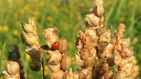 Ladybird Stock Footage 716194