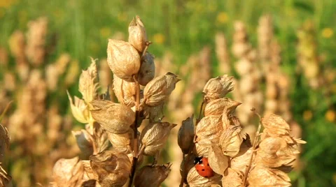 Ladybird Stock Footage 716203