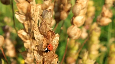 Ladybird Stock-Footage 716224