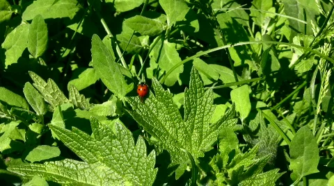 Ladybird Stock Footage 815311