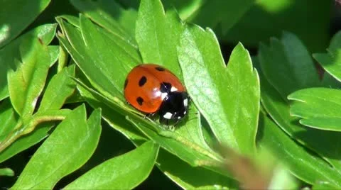 Ladybird Stock Footage 8848568