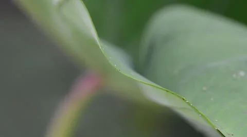 Ladybird 库存影片 26233499