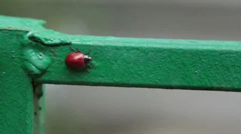 Ladybird Stock Footage 27788679