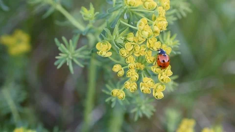 Ladybird Stock Footage 88748389