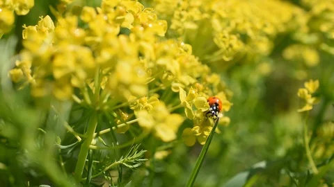 Ladybird Stock Footage 88748434