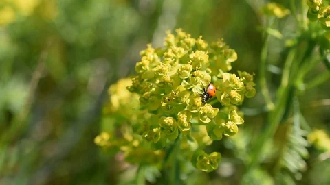 Ladybird Stock Footage 88748612