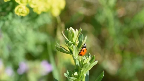 Ladybird Stock Footage 88748774