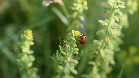 Ladybird Stock Footage 88748859