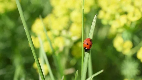 Ladybird Stock Footage 88748931