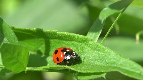Ladybird Stock Footage 127959856