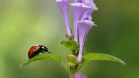 Ladybird Stock Footage 153835709