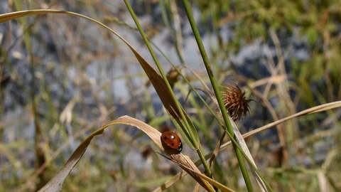 Ladybird in the garden Stock Footage 113555277