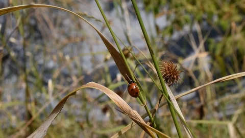 Ladybird in the garden Stock Footage 113555791
