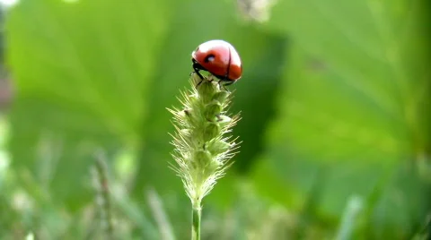 Ladybird on a grass. Stock Footage 156247