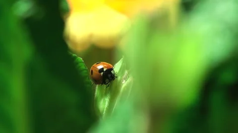 Ladybird on a grass. Stock Footage