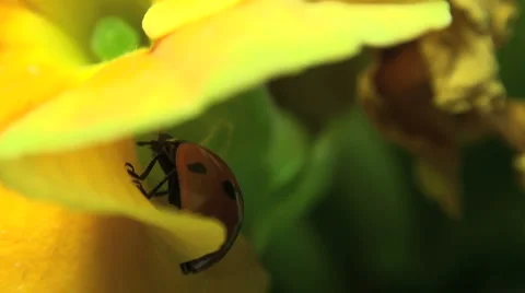 Ladybird on a grass. Stock Footage