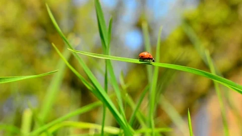 Ladybird on grass Stock Footage 75131413