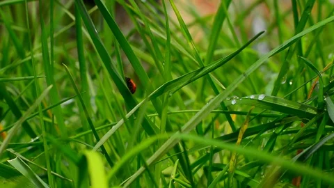 Ladybird on grass Stock Footage 75131441