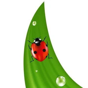 Ladybird on grass Stock Illustration