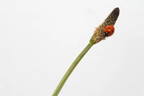 Ladybird on a grass stem Stock Photos