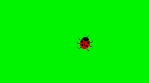 Ladybird green Stock Footage 156340279