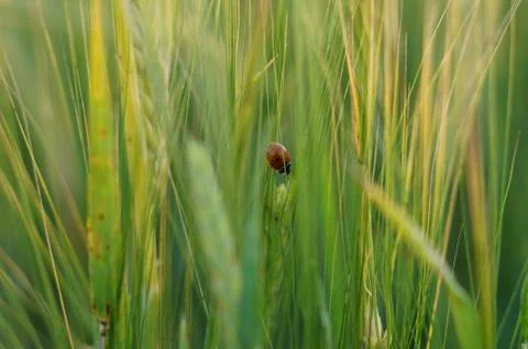 Ladybird on green grass Stockfoto's