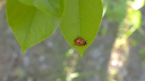 Ladybird on a green leaf Stock Footage 63073969