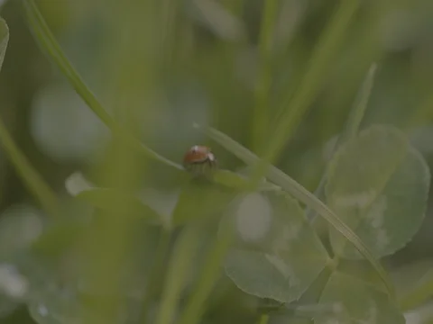 Ladybird on green leaf Stock Footage 73706530
