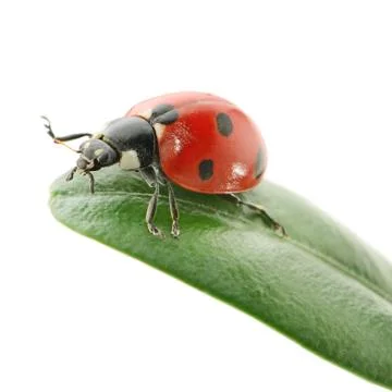Ladybird on green leaf Stock Photos