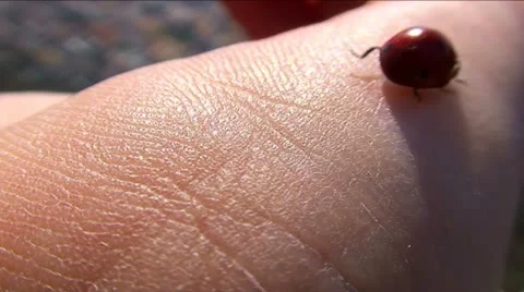 Ladybird on hand close up Stock Footage