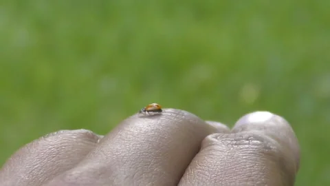 Ladybird Hand Crawling Ladybug Macro Stock Footage 102653359