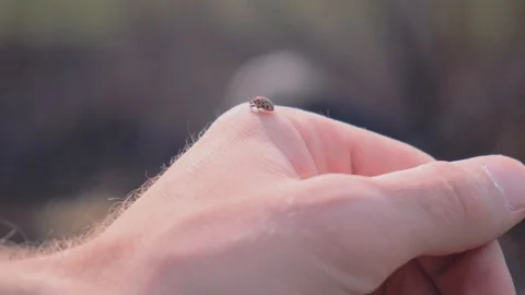 Ladybird Hand Crawling Ladybug Macro. 4k. 60fps Stockbeeldmateriaal 106184140