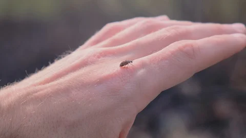 Ladybird Hand Crawling Ladybug Macro. 4k. 60fps Stockbeeldmateriaal 106184221