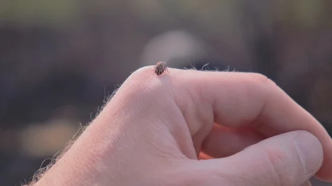 Ladybird Hand Crawling Ladybug Macro. 4k. 60fps Stockbeeldmateriaal 106184294