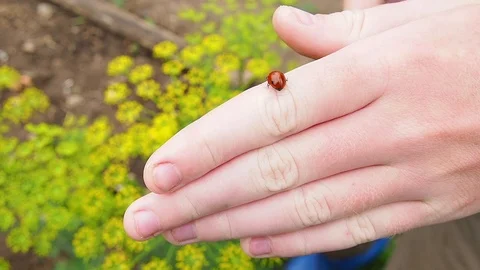 Ladybird Hand Crawling Ladybug Macro Stock Footage 114751484