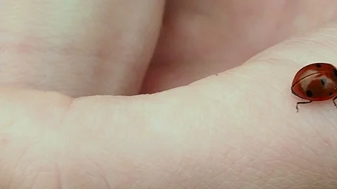 Ladybird Hand Crawling Ladybug Macro Video stock 114751499